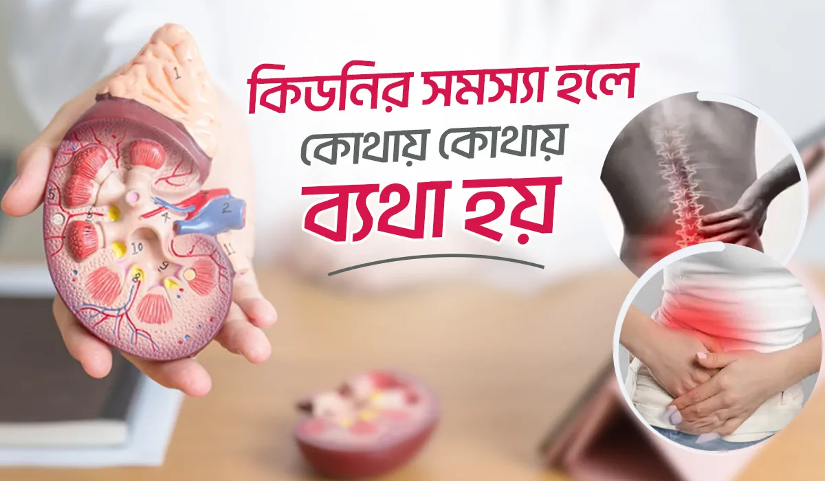 কিডনি সমস্যার লক্ষণ এবং কিডনি সমস্যা হলে কোথায় কোথায় ব্যাথা করে?